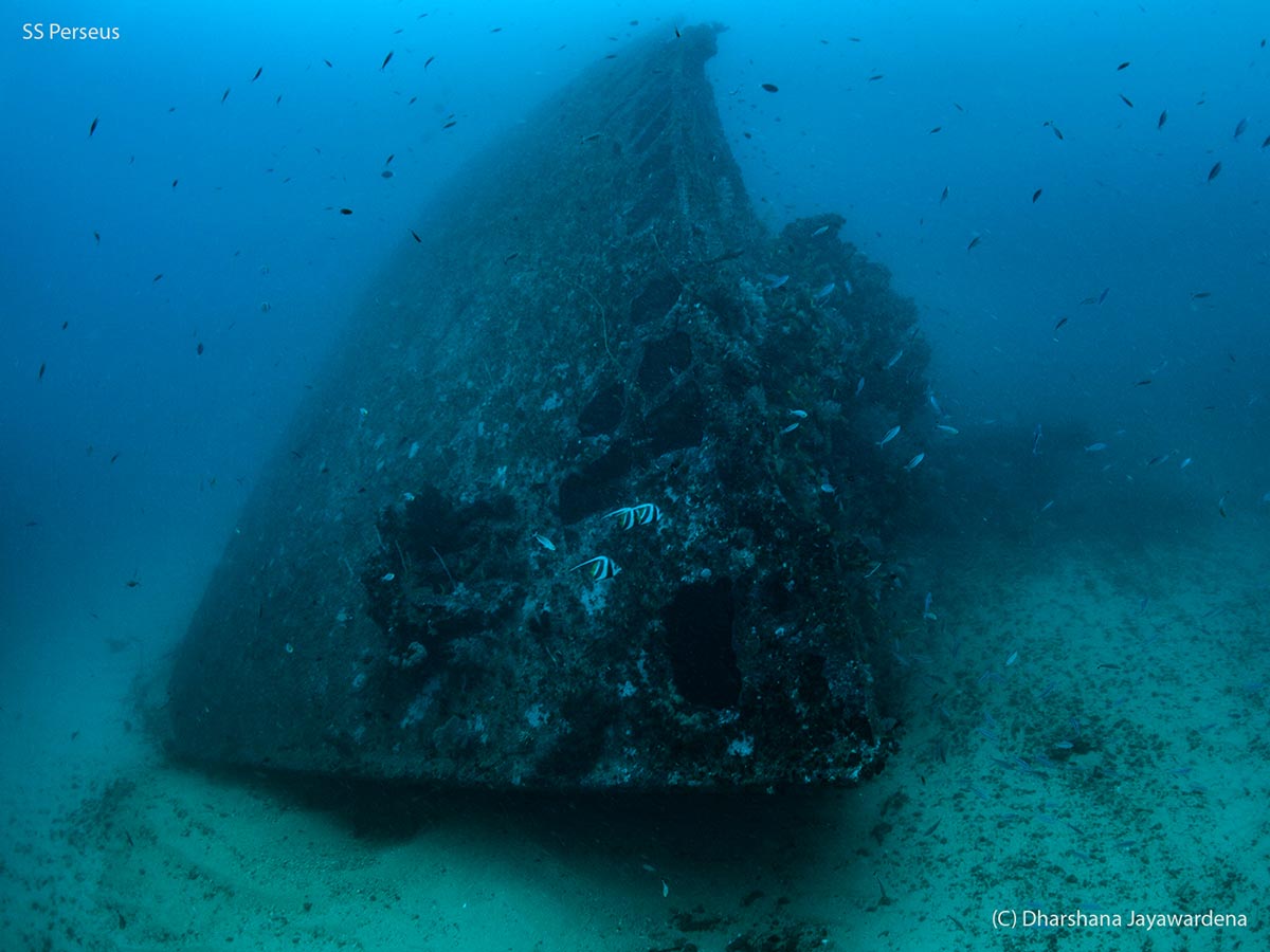 The Bow